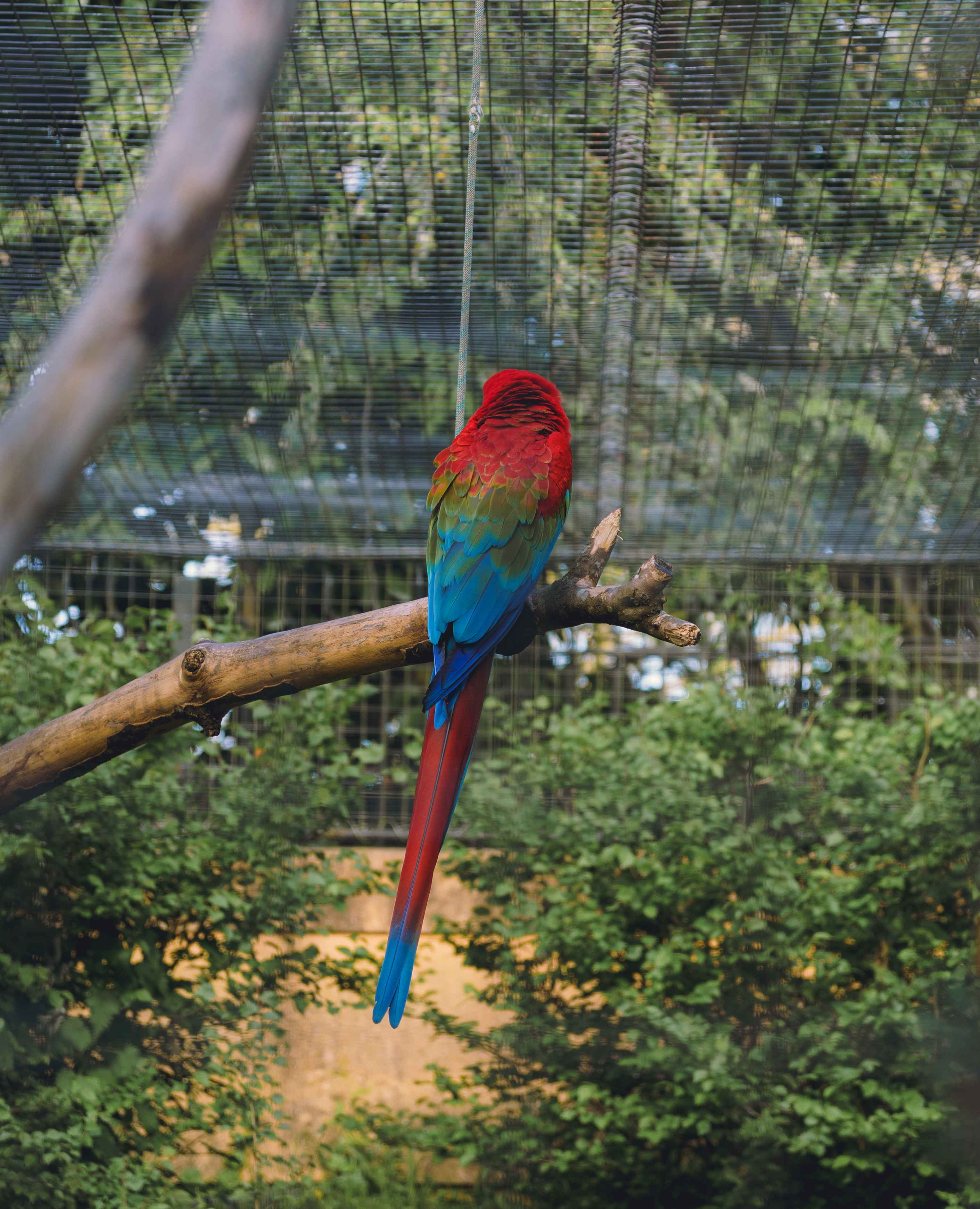 The Back Of A Parrot